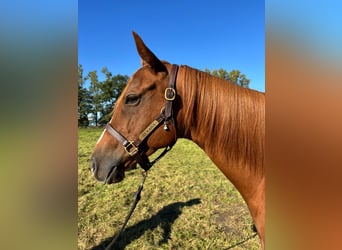 Thoroughbred, Mare, 6 years, 16 hh, Chestnut-Red