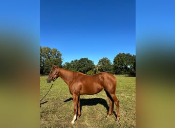 Thoroughbred, Mare, 6 years, 16 hh, Chestnut-Red