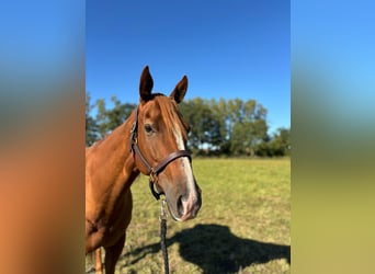 Thoroughbred, Mare, 6 years, 16 hh, Chestnut-Red