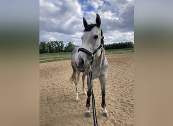 Thoroughbred, Mare, 6 years, 16 hh, Gray