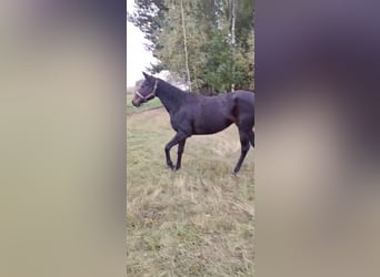 Thoroughbred, Mare, 6 years, 16 hh, Smoky-Black