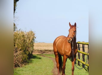 Thoroughbred, Mare, 6 years, 16,1 hh, Chestnut-Red