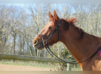 Thoroughbred, Mare, 6 years, 16,1 hh, Chestnut-Red