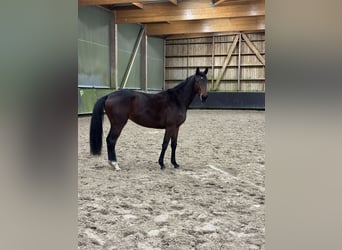 Thoroughbred, Mare, 6 years, 16,3 hh, Brown