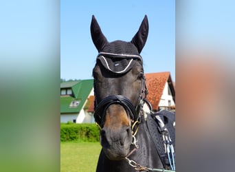 Thoroughbred, Mare, 6 years, 17 hh, Brown