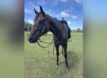 Thoroughbred, Mare, 6 years, Bay