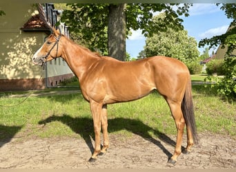 Thoroughbred, Mare, 6 years, Chestnut-Red