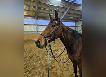 Thoroughbred, Mare, 7 years, 14.2 hh, Brown