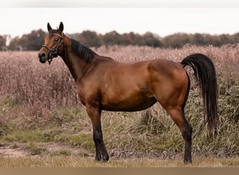 Thoroughbred, Mare, 7 years, 14.2 hh, Brown