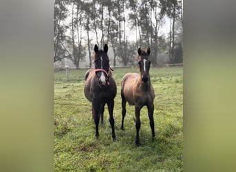 Thoroughbred, Mare, 7 years, 14,2 hh, Smoky-Black