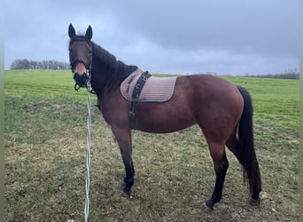 Thoroughbred Mix, Mare, 7 years, 15.1 hh, Brown