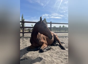 Thoroughbred, Mare, 7 years, 15.2 hh, Brown