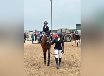 Thoroughbred, Mare, 7 years, 15.2 hh, Brown