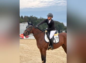 Thoroughbred, Mare, 7 years, 15.2 hh, Brown