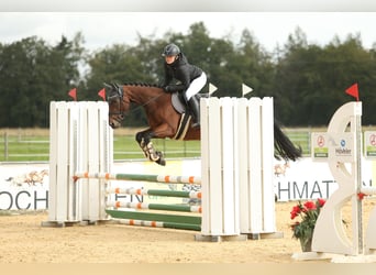 Thoroughbred, Mare, 7 years, 15.2 hh, Brown
