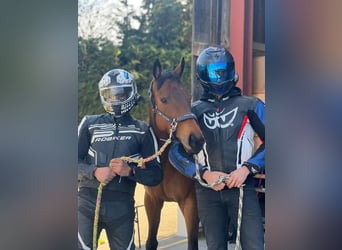 Thoroughbred, Mare, 7 years, 15.2 hh, Brown