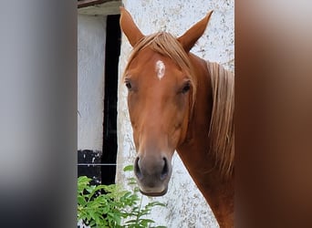 Thoroughbred, Mare, 7 years, 15.2 hh, Chestnut-Red