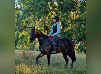 Thoroughbred, Mare, 7 years, 15.2 hh, Smoky-Black
