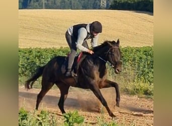 Thoroughbred, Mare, 7 years, 15.2 hh, Smoky-Black