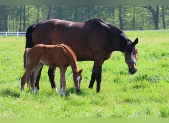 Thoroughbred, Mare, 7 years, 15,3 hh, Brown