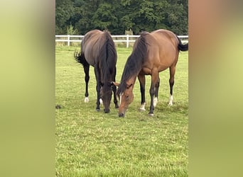 Thoroughbred, Mare, 7 years, 15,3 hh, Brown