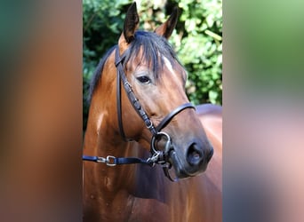 Thoroughbred, Mare, 7 years, 15.3 hh, Brown