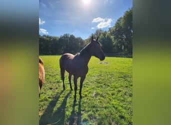Thoroughbred, Mare, 7 years, 15.3 hh, Brown
