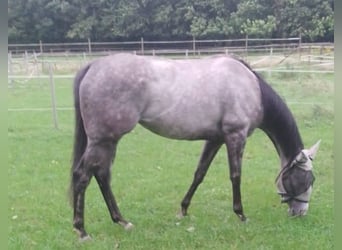 Thoroughbred, Mare, 7 years, 15.3 hh, Grey