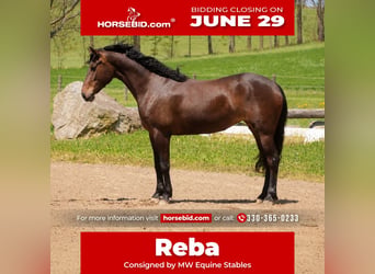 Thoroughbred Mix, Mare, 7 years, 15 hh, Bay