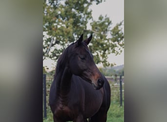Thoroughbred, Mare, 7 years, 15 hh, Brown