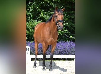 Thoroughbred, Mare, 7 years, 15,1 hh, Brown