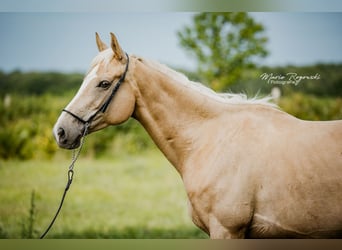 Thoroughbred, Mare, 7 years, 15,1 hh, Palomino