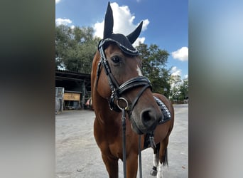 Thoroughbred, Mare, 7 years, 15,2 hh, Brown
