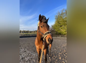 Thoroughbred, Mare, 7 years, 15,2 hh, Brown