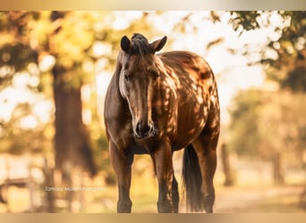 Thoroughbred, Mare, 7 years, 15,2 hh, Brown