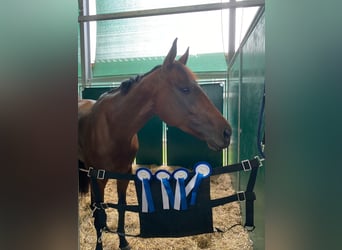 Thoroughbred, Mare, 7 years, 15,2 hh, Brown