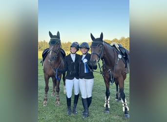 Thoroughbred, Mare, 7 years, 15,2 hh, Brown