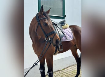 Thoroughbred, Mare, 7 years, 15,2 hh, Brown