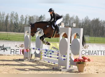 Thoroughbred, Mare, 7 years, 15,2 hh, Brown