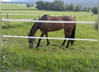 Thoroughbred, Mare, 7 years, 15,3 hh, Brown