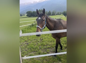 Thoroughbred, Mare, 7 years, 15,3 hh, Brown