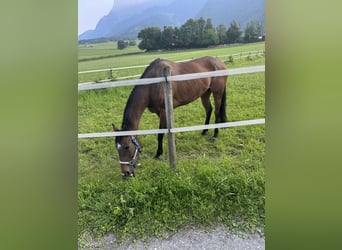 Thoroughbred, Mare, 7 years, 15,3 hh, Brown