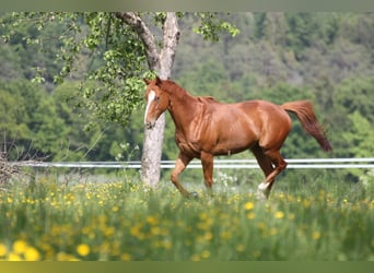 Thoroughbred, Mare, 7 years, 15,3 hh, Chestnut-Red