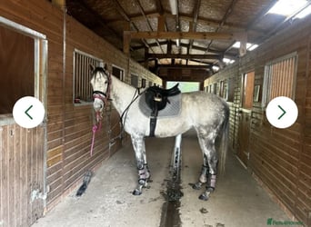 Thoroughbred, Mare, 7 years, 15,3 hh, Grey