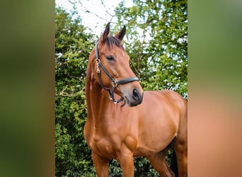 Thoroughbred, Mare, 7 years, 16.1 hh, Brown