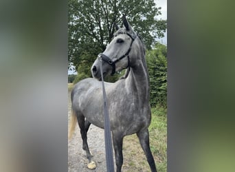 Thoroughbred, Mare, 7 years, 16.1 hh, Grey
