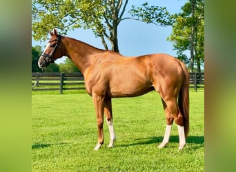 Thoroughbred, Mare, 7 years, 16 hh, Brown