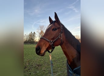 Thoroughbred, Mare, 7 years, 16 hh, Brown