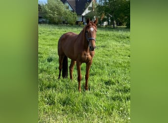 Thoroughbred, Mare, 7 years, 16 hh, Chestnut-Red