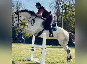 Thoroughbred, Mare, 7 years, 16 hh, White